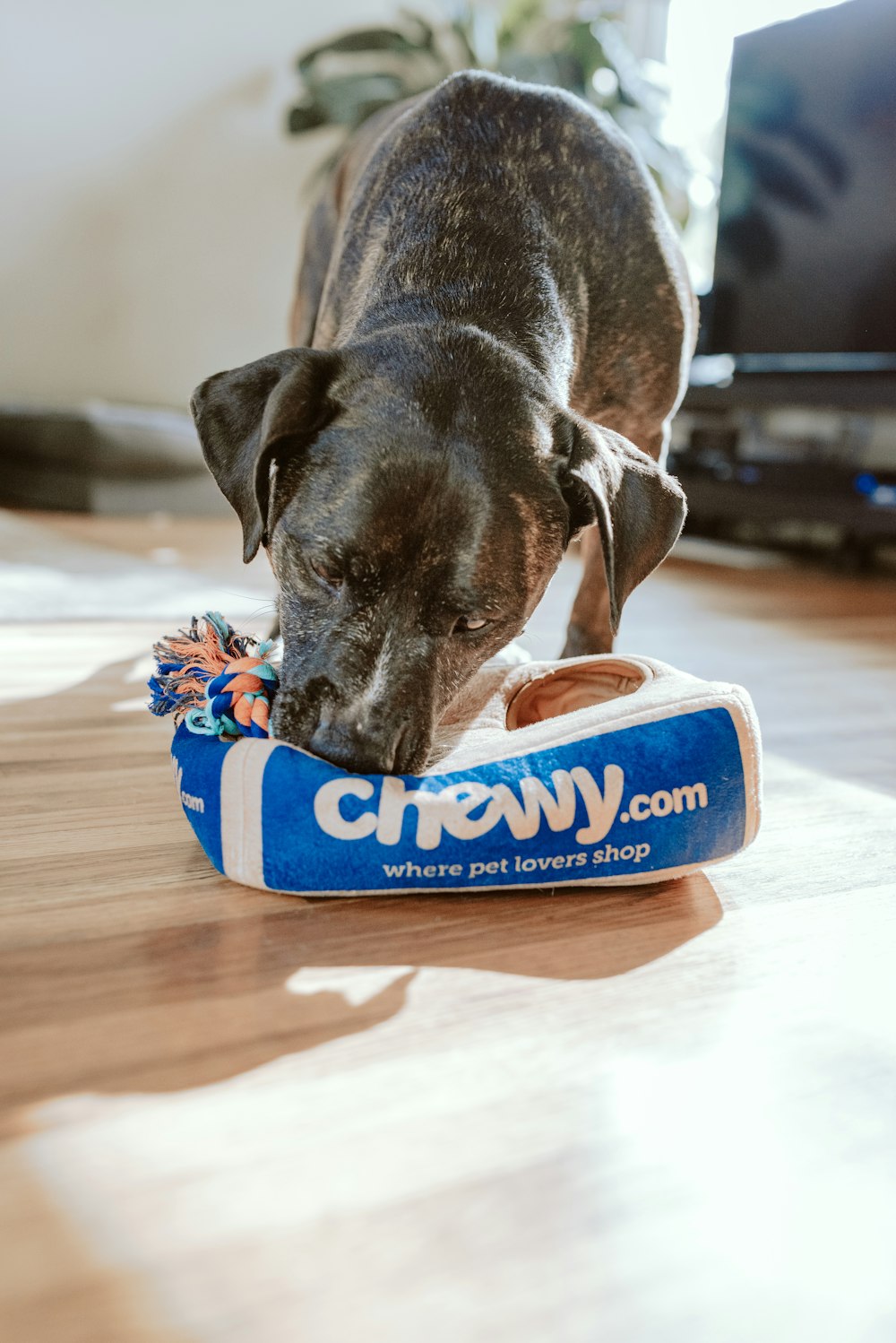 Pet supplement brand